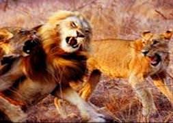 Yavrularını korumak için güçbirliği yaptılar