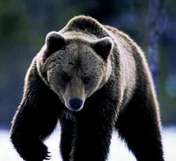 Ballı gofret tutkunu