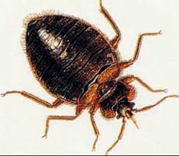 Çağın vampiri tahta kurusu