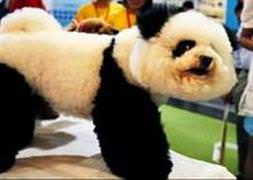 Panda görünümlü köpek şaşırttı