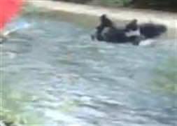 Nehre fırlatılan yavru köpekler kurtulmuş