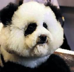 Panda görünümlü köpek