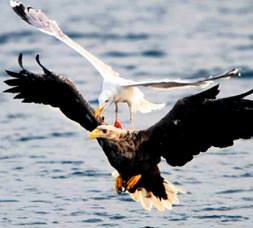 Kartalın peşindeki martı