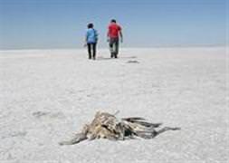 Flamingo ölümleri şüpheli bulundu