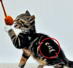 Adı üzerinde saklı