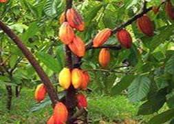 Kakaonun DNA’sı çözüldü