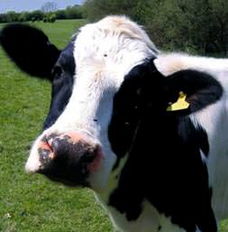 Angus'lar baba oluyor!