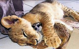 En iyi arkadaşı kedi