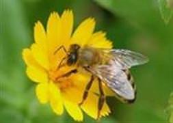 Uykusuzluğa çare 10 yiyecek