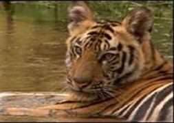 Kayıp kaplanlar bulundu