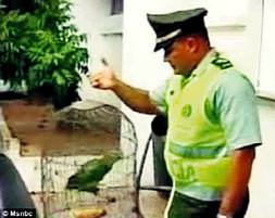 Çete gözcüsü papağan