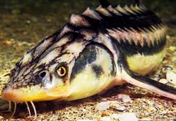 Dinozorlar döneminden beri hayatta