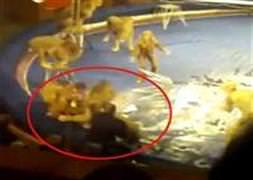 Aslanlar, eğitmenlerine saldırdı