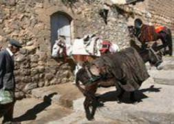 Mardin eşeğine İtalya'dan rakip
