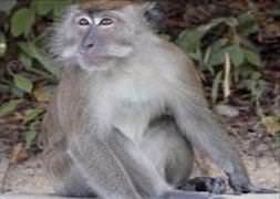 Maymun kaçırdığı bebeği çatıdan attı