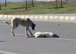 Köpeklerden vefa örneği