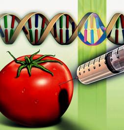 Tohum kavga çıkardı