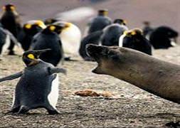 Genç penguen foka kafa tuttu