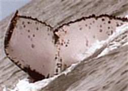 Kambur balinadan dünya rekoru