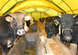 Kurbanlıklarda şap paniği