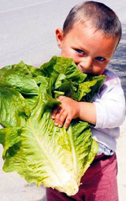 Marul sinirleri yatıştırır