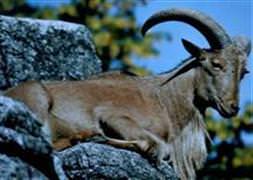 Dağ keçisi bir kişiyi öldürdü