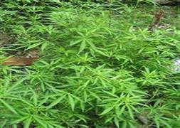 105 ton marihuana ele geçirildi