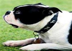 Sağır köpek en zorlu itaat sınavını geçti