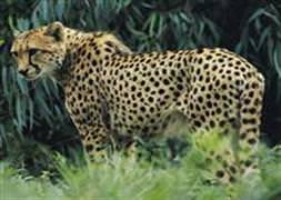 "Neden leoparların benekleri var?"