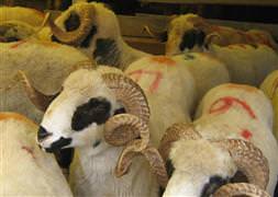 Kurbanlıkları 400 TL’ye düşürecek hayvanlar