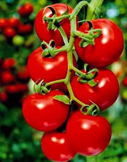 En pahalı domates tarım ülkesi Türkiye’de