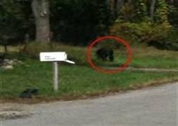 136 kiloluk goril polise saldırdı!