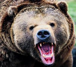 Katil ayı Joseph’e ’psikolojik’ destek