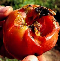 Türk domatesini ithal böcekler kurtaracak