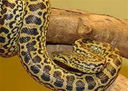 Dünyanın en uzun yılanı öldü