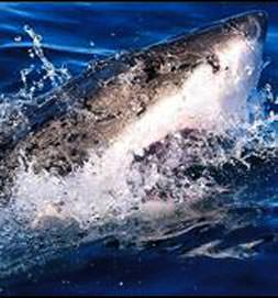 Cesur yüzücü hayat kurtardı