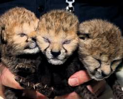 Hışşşt... Bebek var!