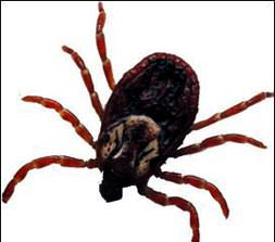 Kene kabusuna ’elbiseli çözüm’