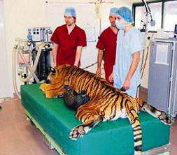 Polis eşliğinde ameliyata