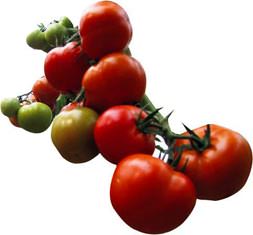 MB: Domates ucuzlayacak