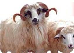 Uygunsuz kurban kesimine para cezası 5 kat artırıldı