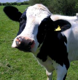 Böyle kazanca kurban olunur