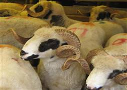 Kurbanlık hayvan sayısı azaldı