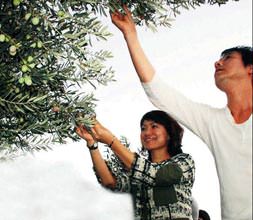 Çin işi, Japon işi zeytin hasadı