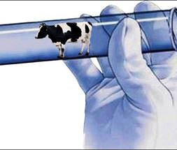 Sığırların tüp sancısı