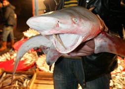 İstanbul Boğazı'nda 3 köpek balığı