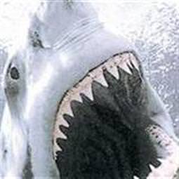 İstanbul’da köpek balığı yakalandı