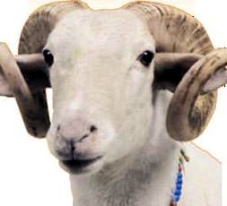 Düşünüyorum o halde kurtuldum!