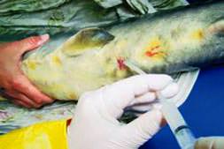 Balıklar için ’sperm’ bankası