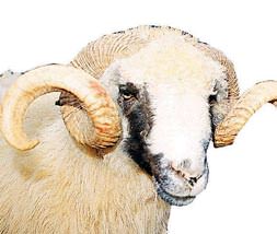 İthal koyun Türk'ü bozdu